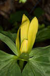 Yellow trillium